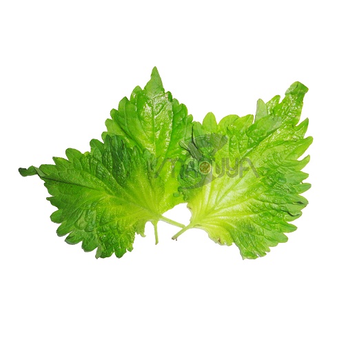 Obha Shiso Leaf