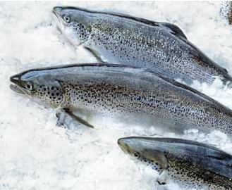 Premium Tasmanian Salmon