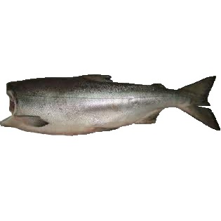 Salmon Frozen Whole Head Less